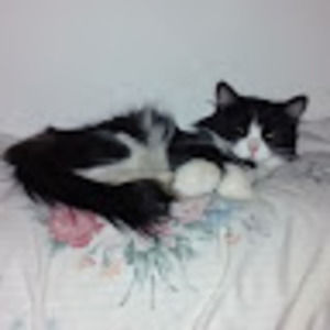 Meet your Posher, Always